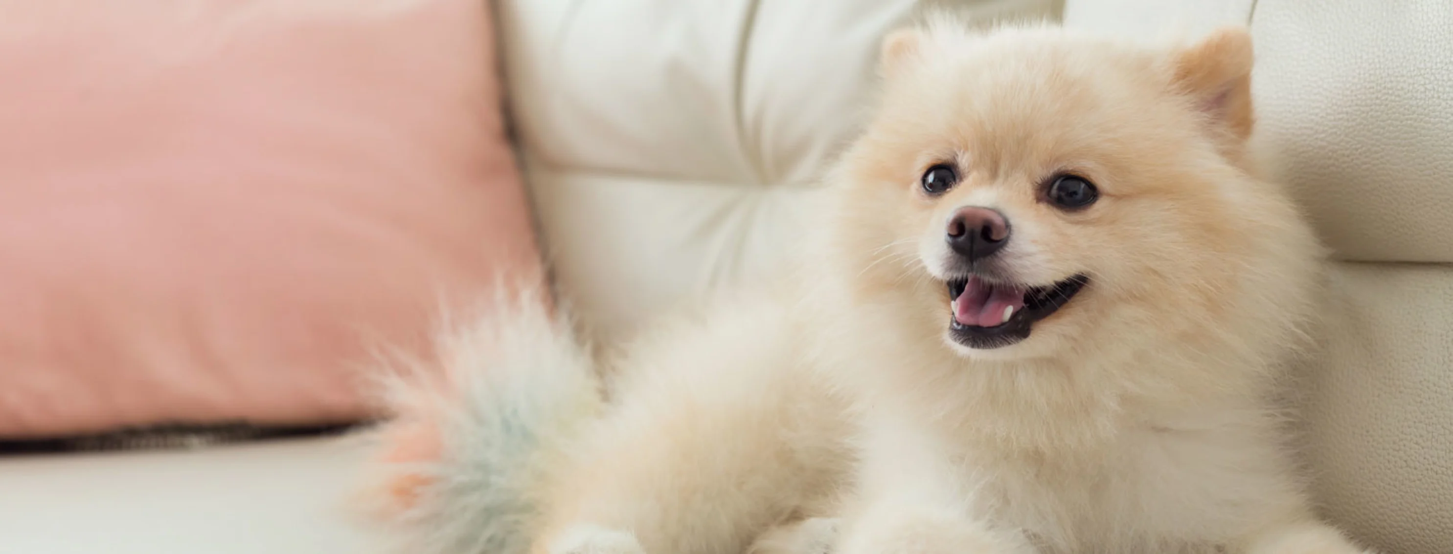 Smiling Dog on couch